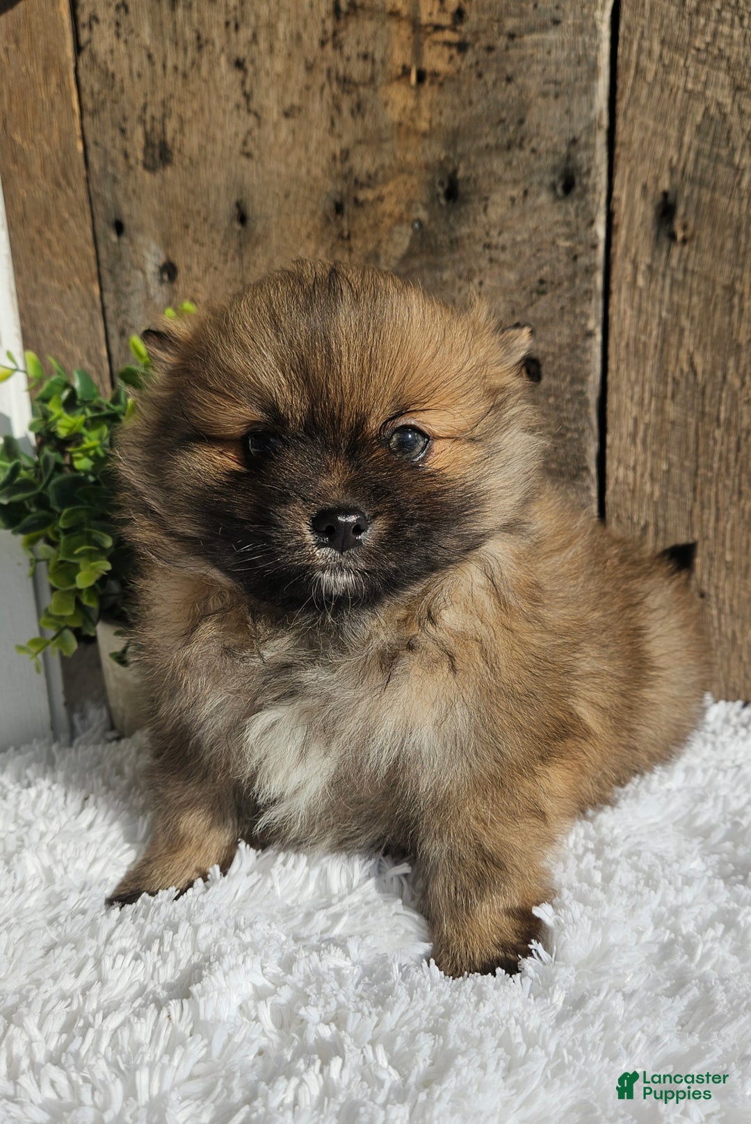 Pomeranian dogs for sale: Tommy - Ad 5