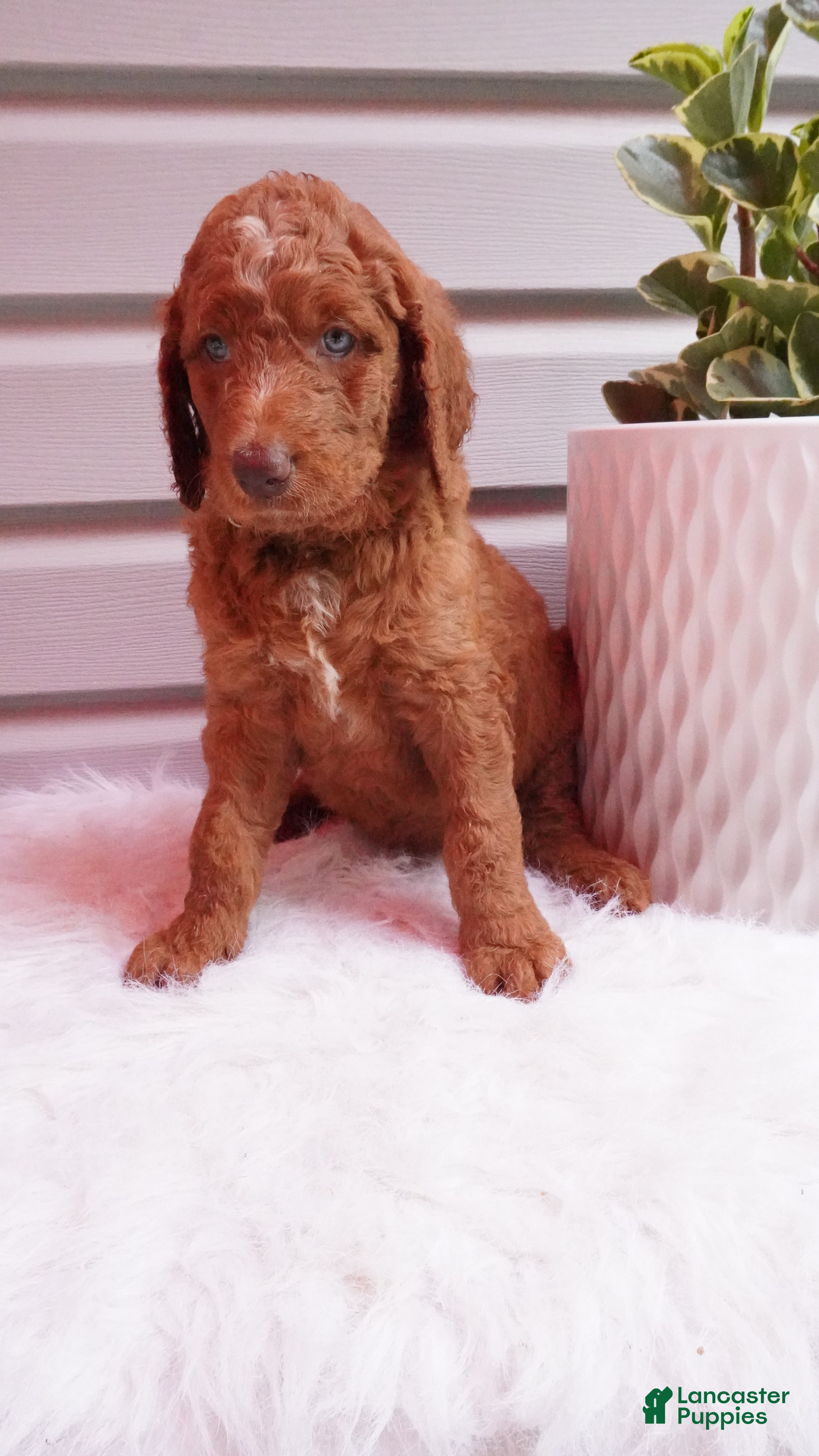 Goldendoodle dogs Gabbi  - Ad 1