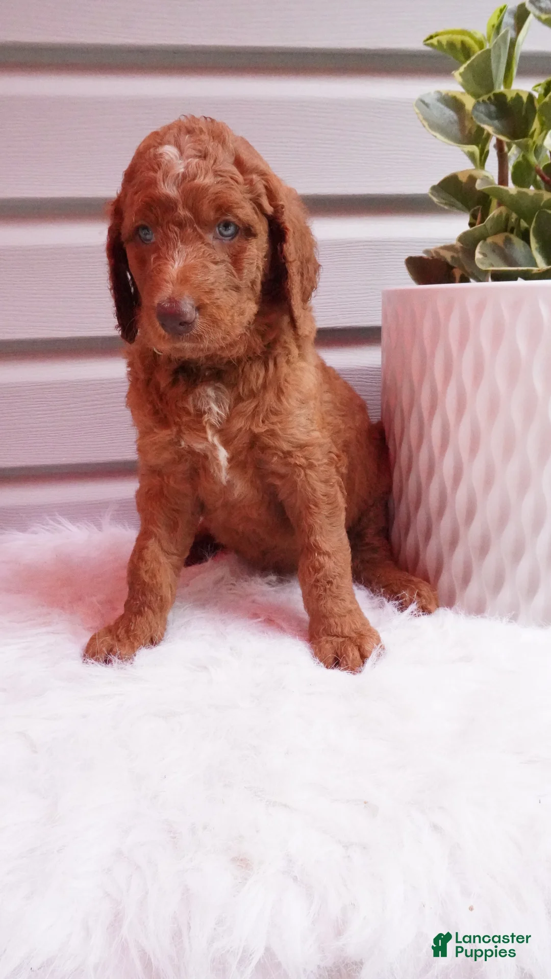 Goldendoodle dogs for sale: Gabbi  - Ad 1