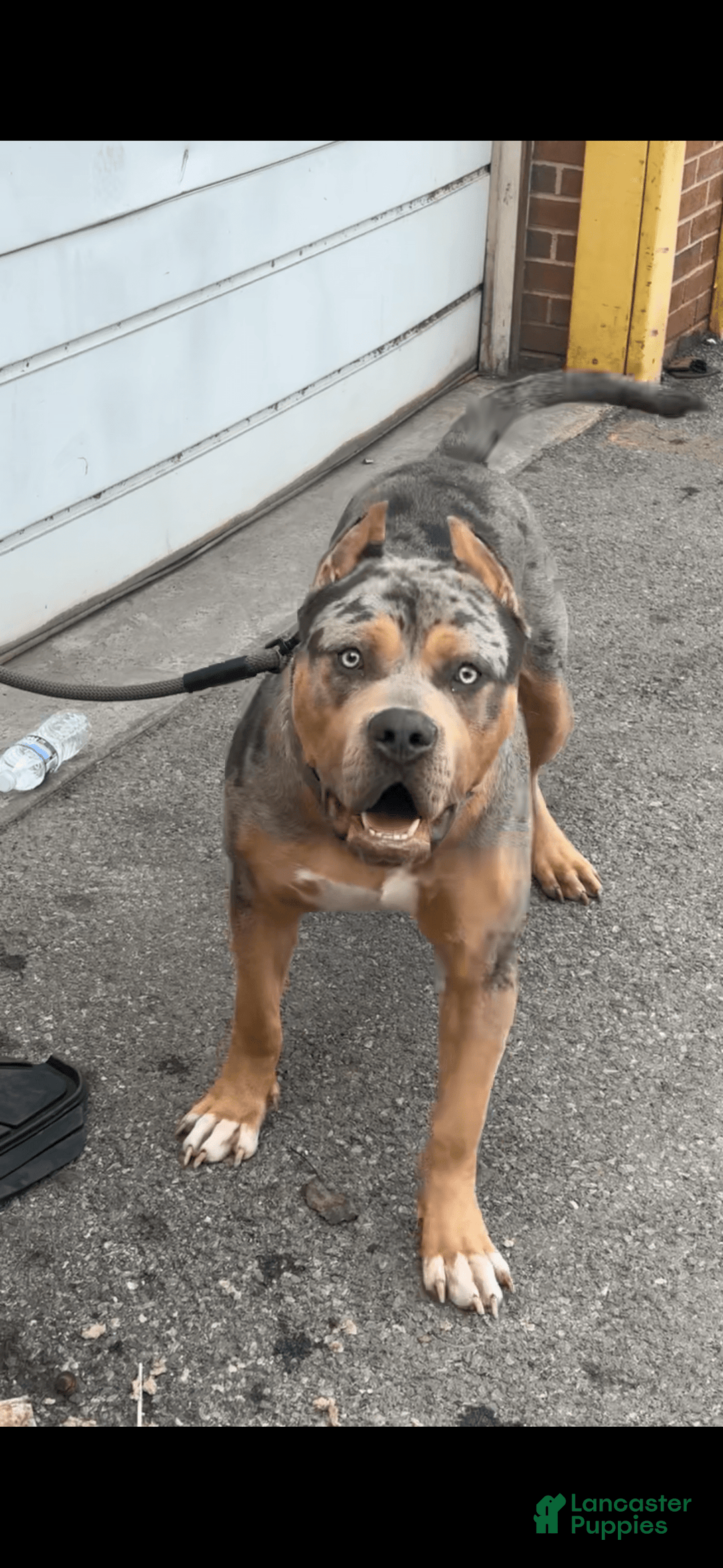 American Bully dogs for stud: Bru - Ad 6