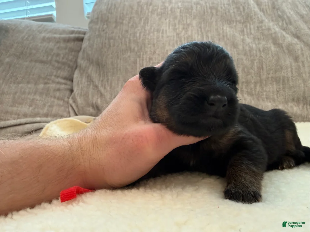 German Shepherd dogs for sale: Red Girl - Ad 2