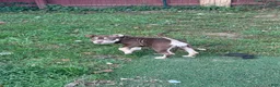 American Bully dogs for sale: Biscuit - Ad 7