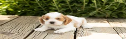Cocker Spaniel dogs for sale: Brooks  - Ad 2