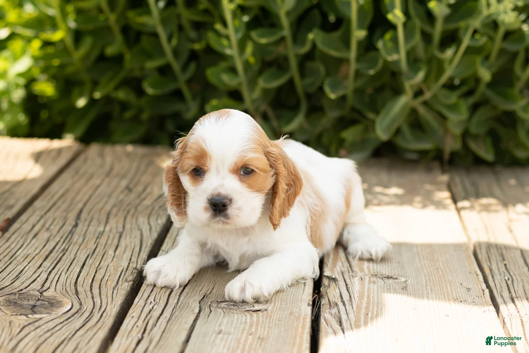 Cocker Spaniel dogs for sale: Brooks  - Ad 2