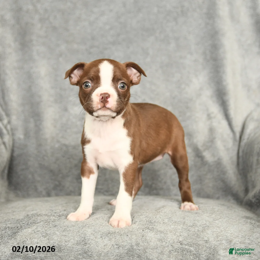 Boston Terrier dogs for sale: Daffodil - Ad 1