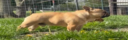 French Bulldog dogs for sale: Toi - Ad 2