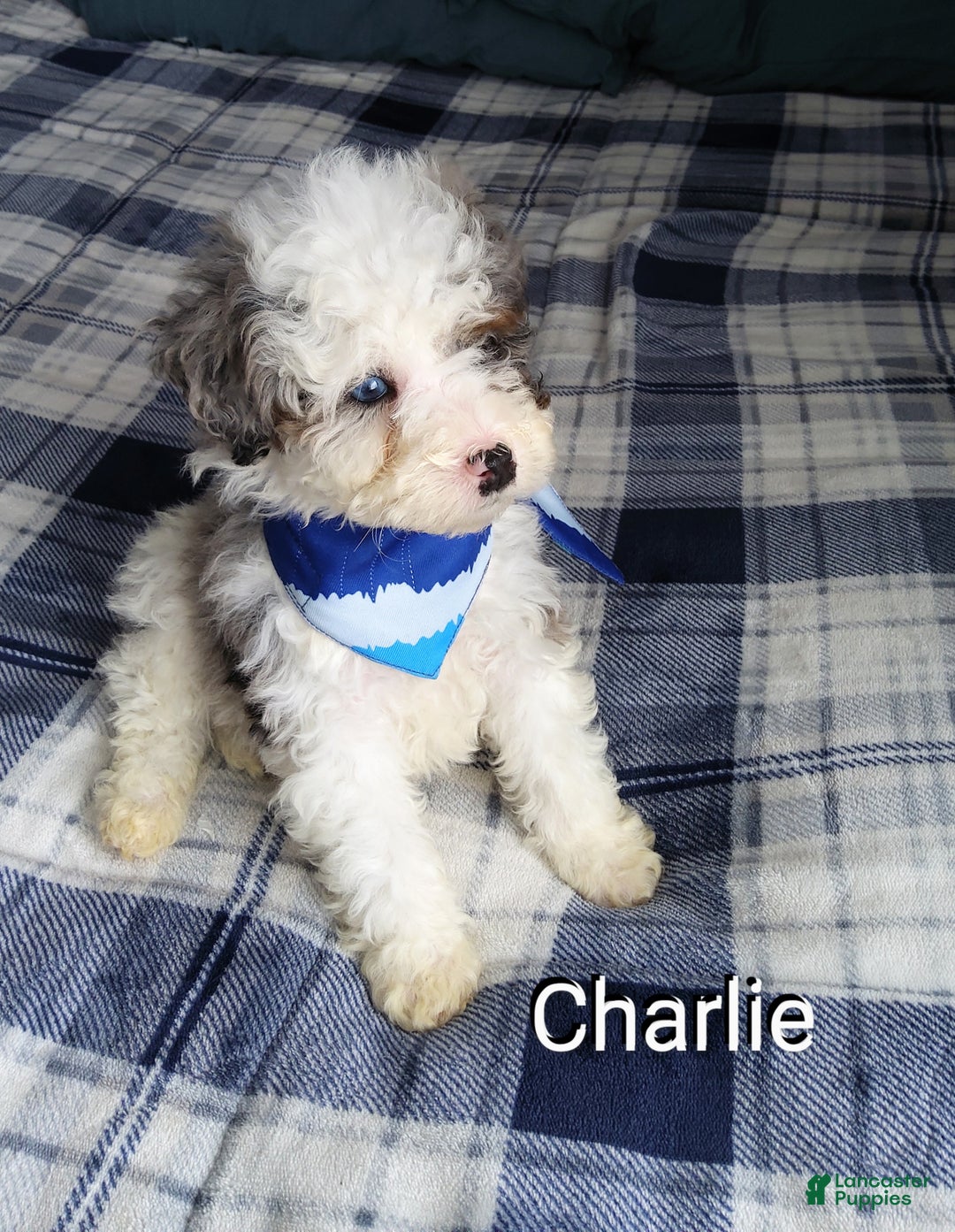 Mini Bernedoodle dogs for sale: Charlie - Ad 2