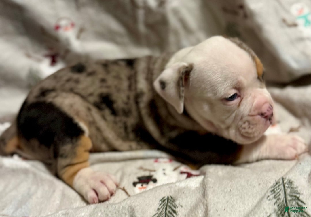 Olde English Bulldogge dogs for sale: Alexandria - Ad 9