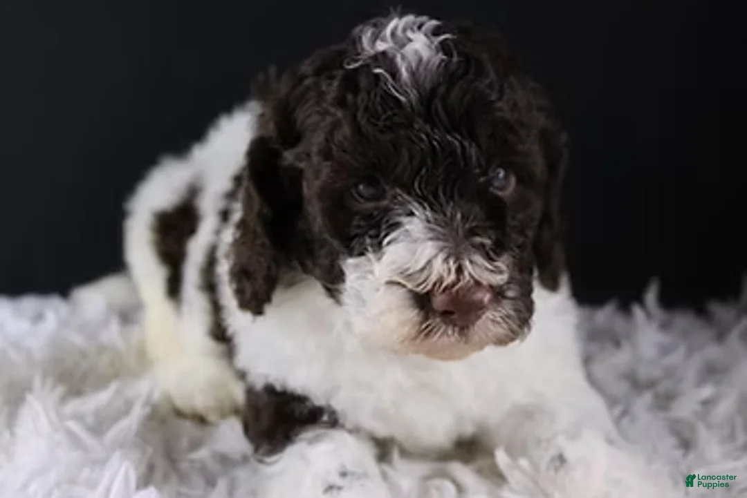 Standard Poodle dogs for sale: Lincoln - Ad 5