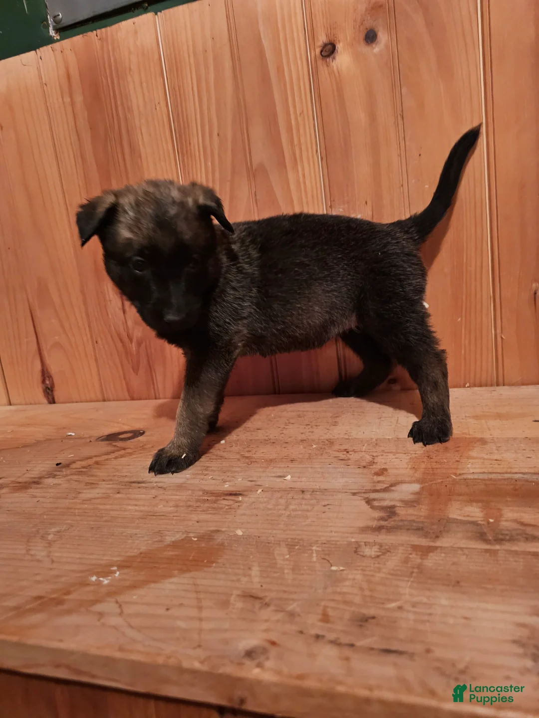 Belgian Malinois dogs for sale: Belgian Malinois Puppy 8 g2 - Ad 3