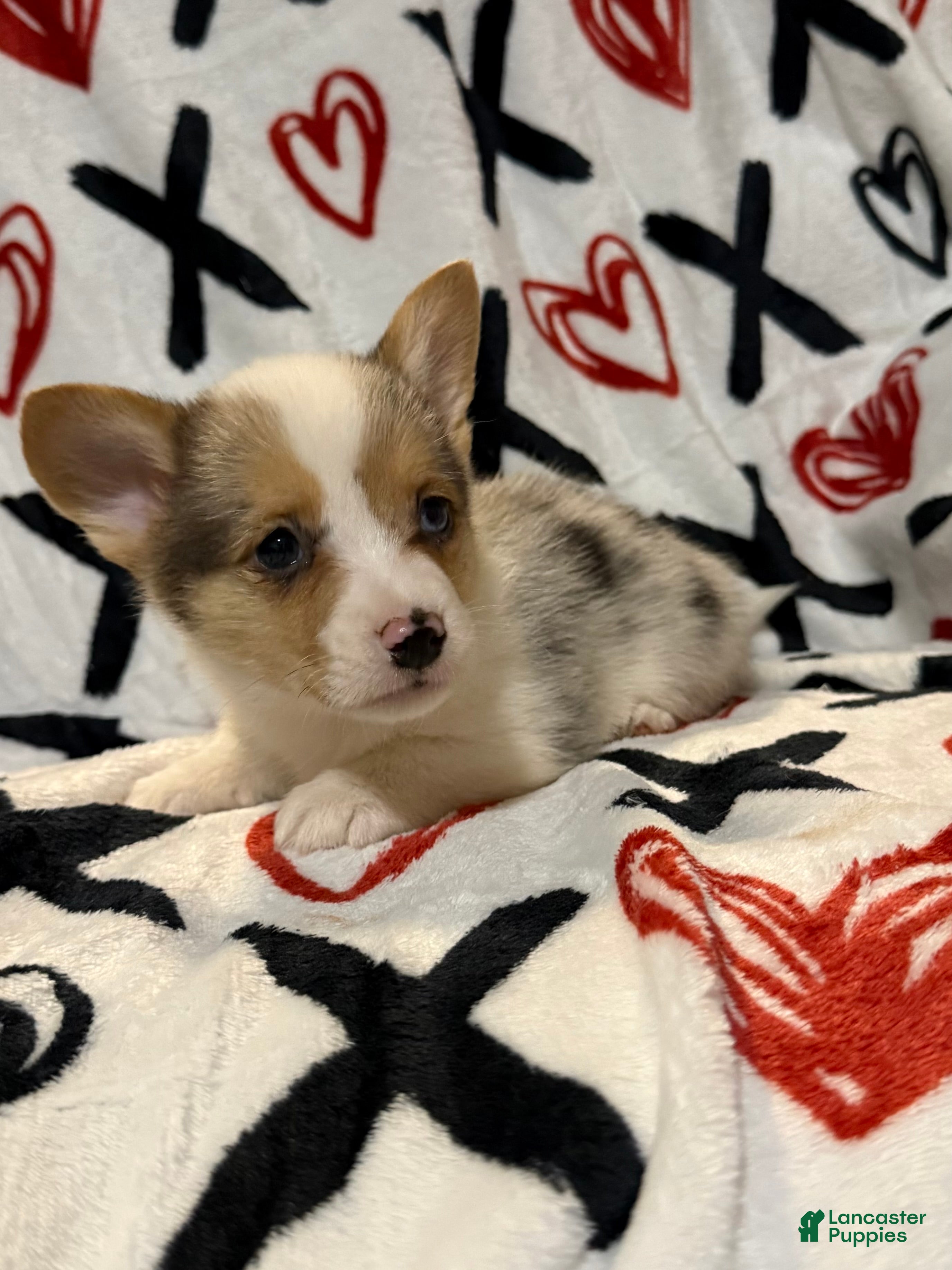 Welsh Corgi Pembroke dogs Jim - Ad 2