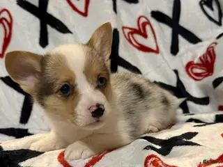 Welsh Corgi Pembroke dogs Jim - Ad 1