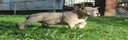 American Bully dogs for sale: Remble  - Ad 6