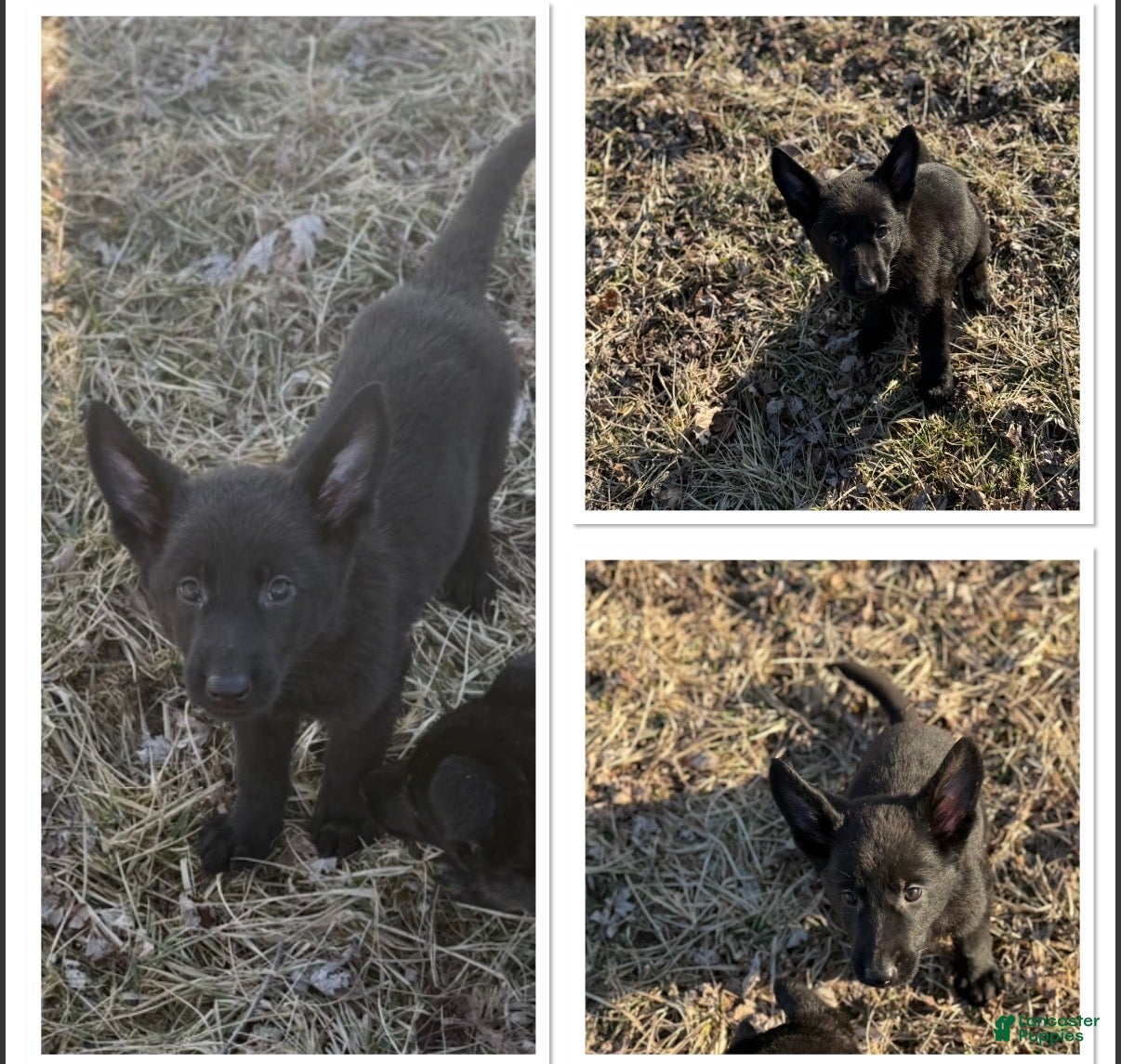 German Shepherd dogs Freya - Ad 37