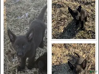 German Shepherd dogs Freya - Ad 37