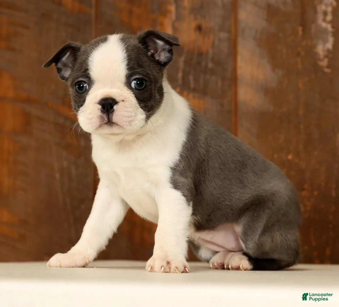 Boston Terrier dogs for sale: Rita - Ad 3