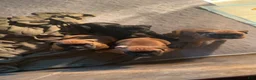 Boxer dogs for sale: Boxer 3 - Ad 7