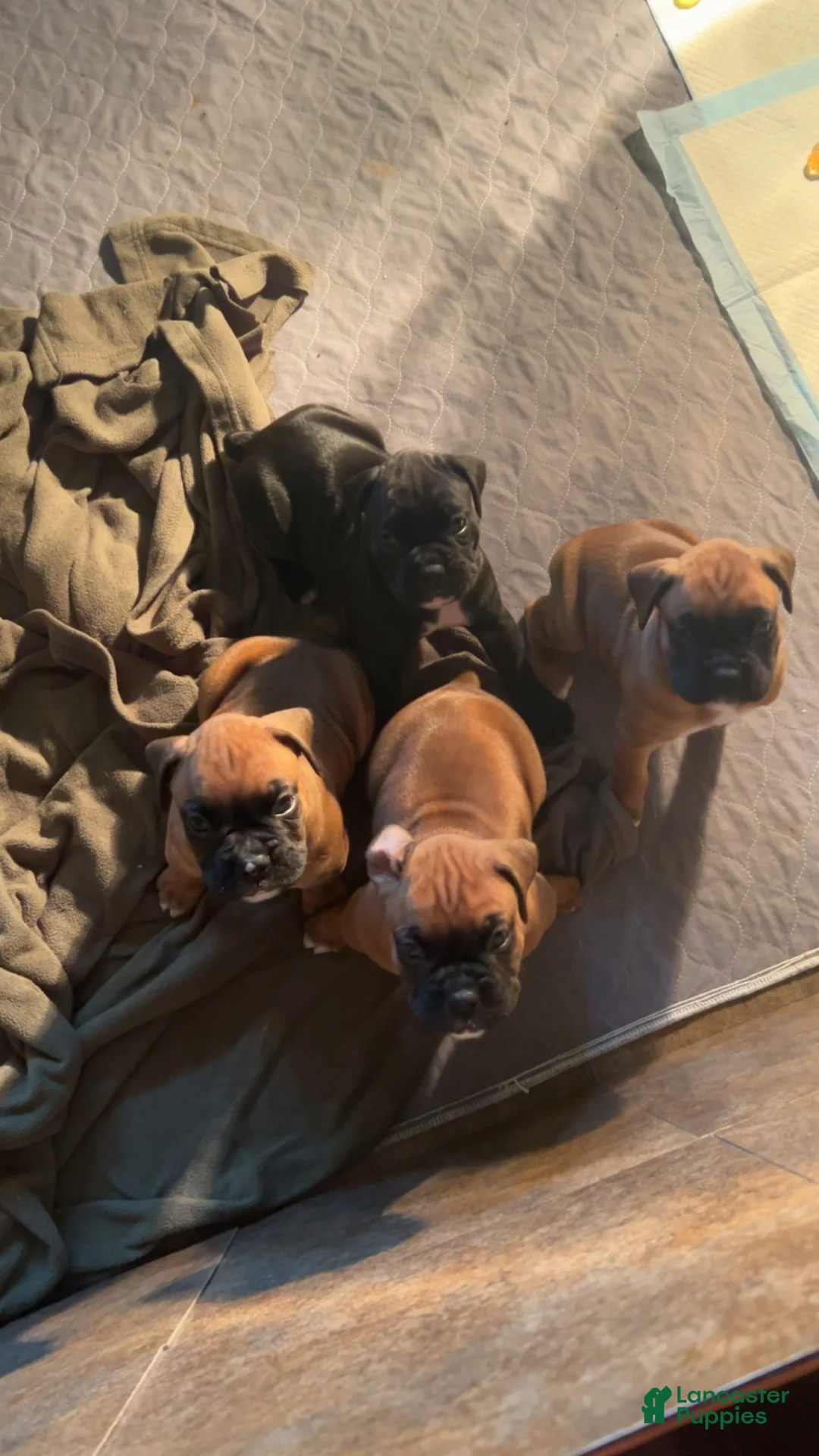 Boxer dogs for sale: Boxer 3 - Ad 7