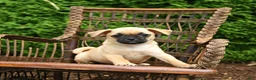 Jug dogs for sale: Kiki - Ad 2