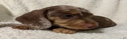 Miniature Dachshund dogs for sale: MERLEY GIRL - Ad 11