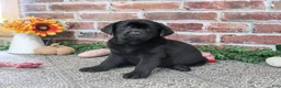 Labrador Retriever dogs for sale: Opal - Ad 3
