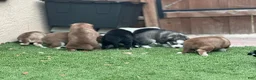 Pomsky dogs for sale: Flint - Ad 21