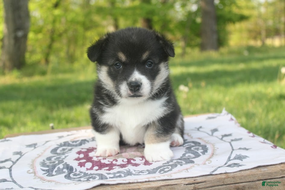 Welsh Corgi Pembroke dogs Maverick - Ad 1