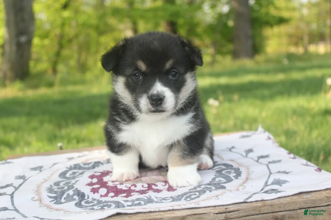 Welsh Corgi Pembroke dogs for sale: Maverick - Ad 1