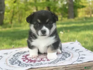 Welsh Corgi Pembroke dogs for sale: Maverick - Ad 1