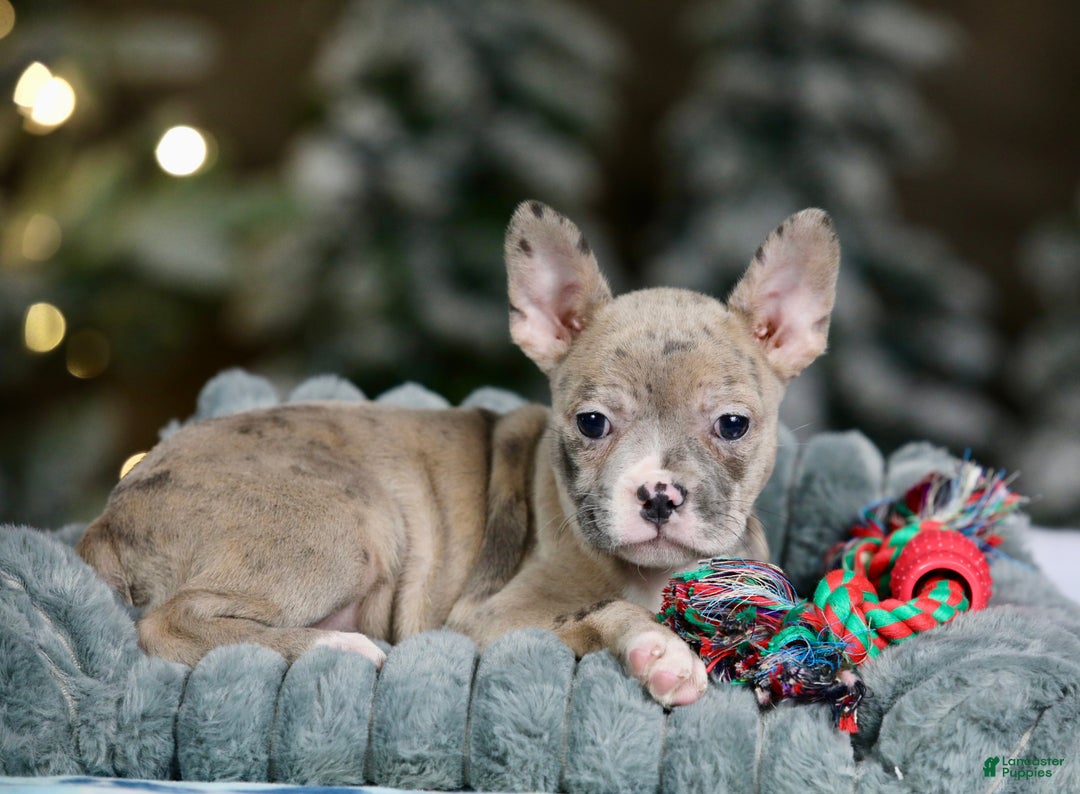 Frenchton dogs for sale: Jellybean - Ad 9