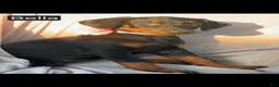 Doberman Pinscher dogs for sale: Bella WEEKEND SPECIAL $250 OFF! - Ad 6