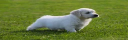 Golden Retriever dogs for sale: Riley - Ad 3