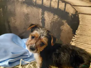 Yorkshire Terrier dogs Yorkshire Terrier Puppy 3 - Ad 18