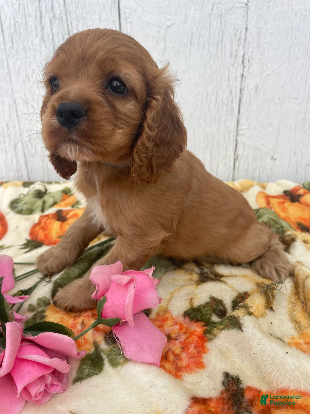 Cocker Spaniel dogs for sale: Niles - Ad 4