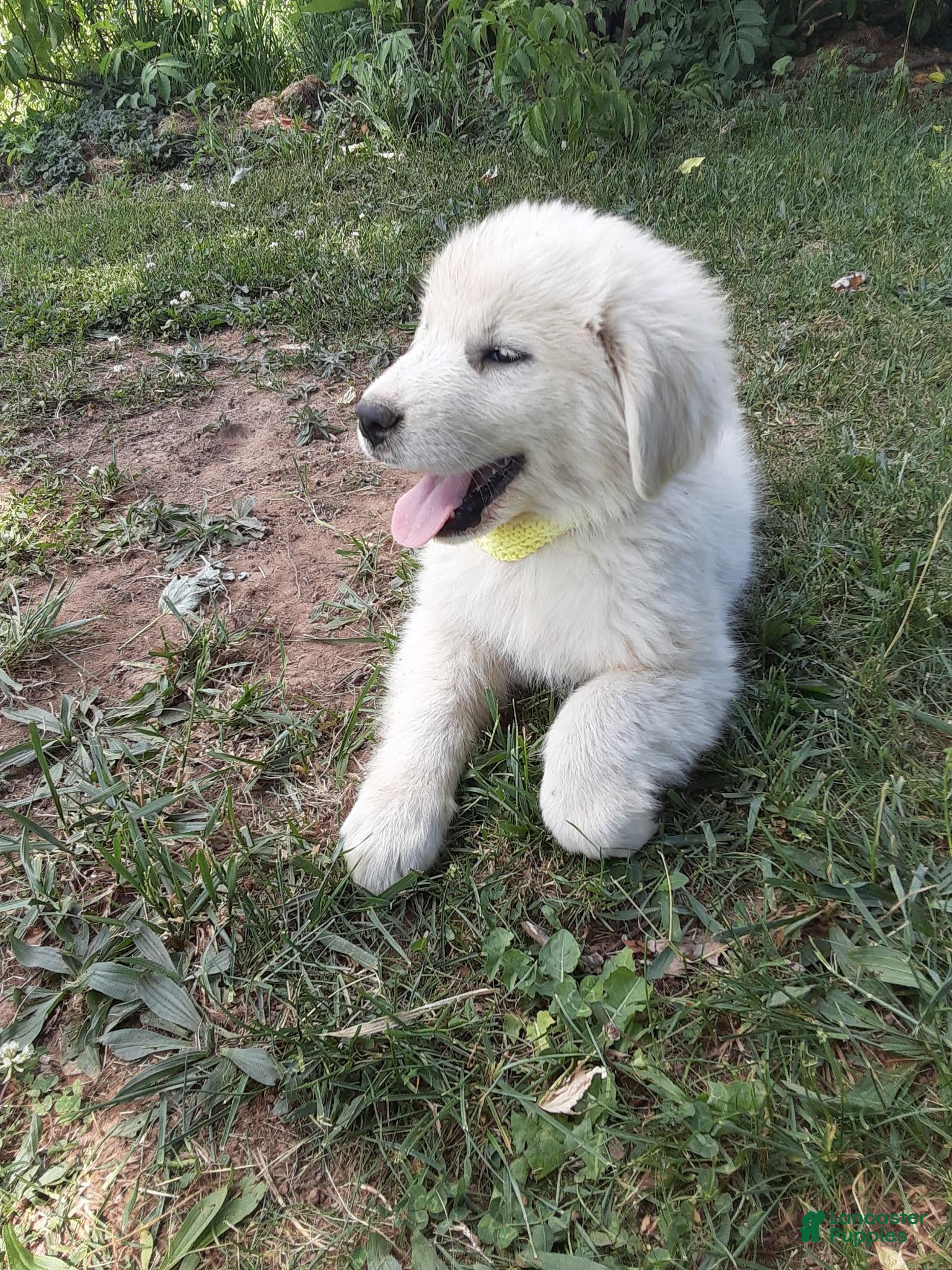 Great Pyrenees dogs for sale: Shasta - Ad 1