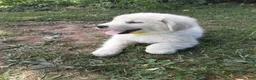 Great Pyrenees dogs for sale: Shasta - Ad 1