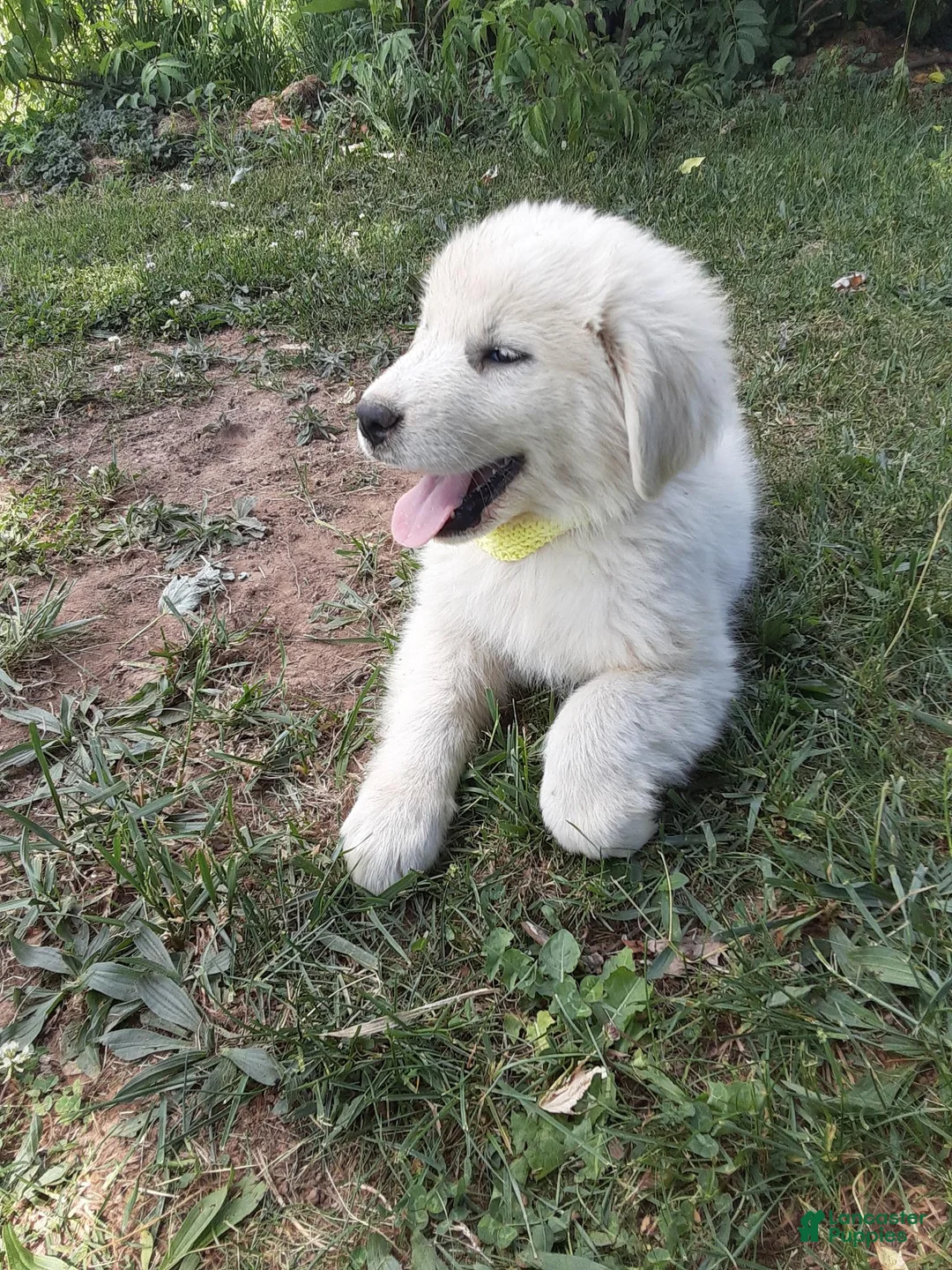 Great Pyrenees dogs for sale: Shasta - Ad 1