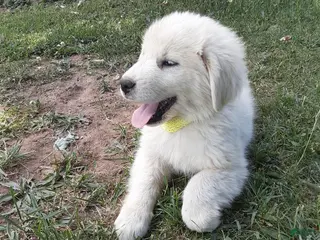 Great Pyrenees dogs for sale: Shasta - Ad 1