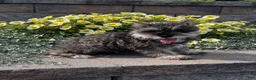 Miniature Schnauzer dogs for sale: Katie - Ad 2