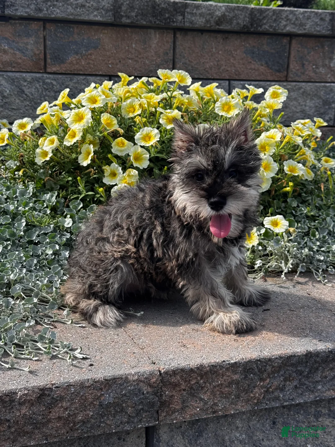 Miniature Schnauzer dogs for sale: Katie - Ad 2