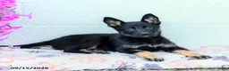 German Shepherd dogs for sale: Aria - Ad 3