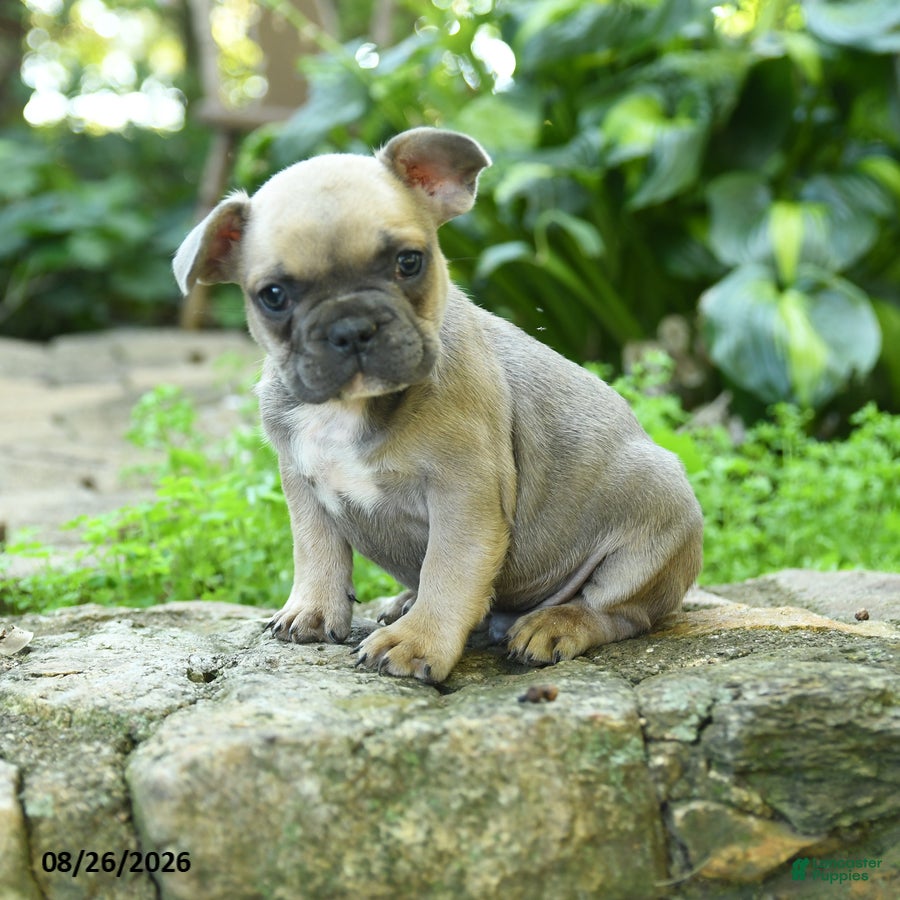 French Bulldog dogs Antonine - Ad 2