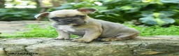 French Bulldog dogs for sale: Antonine - Ad 2