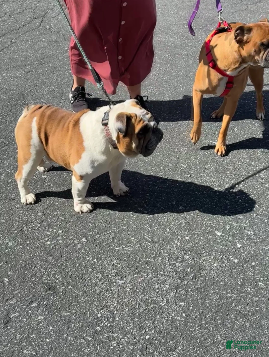 Mixed Breed dogs for sale: Seven - Ad 4