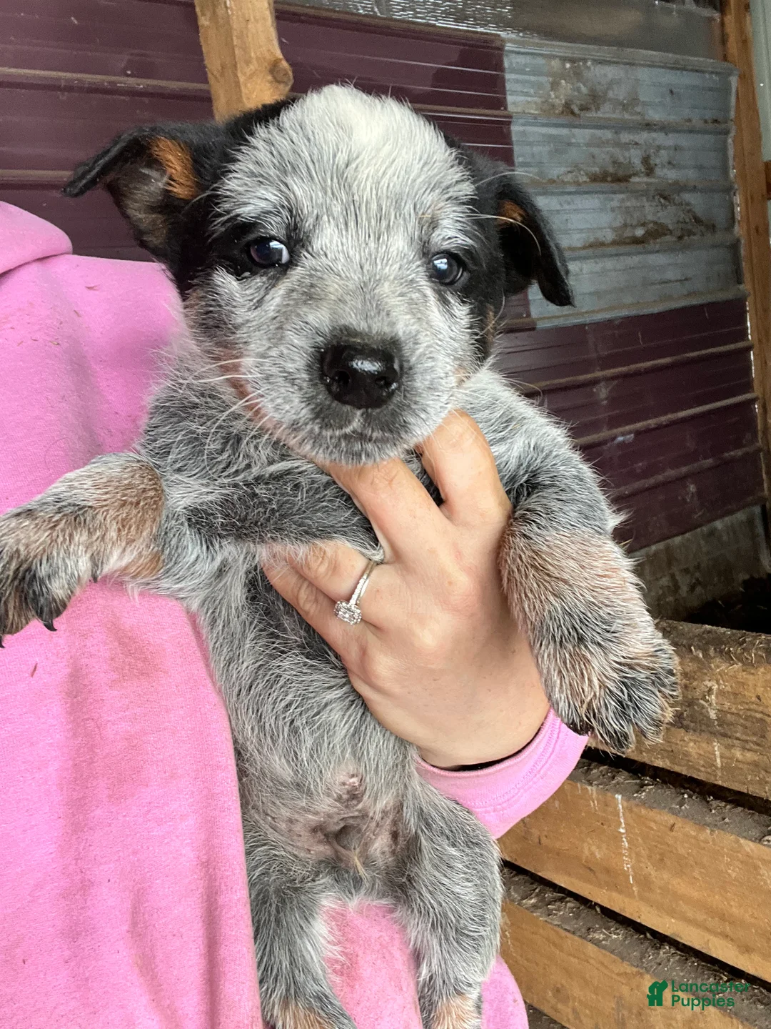 Australian Cattle Dog dogs for sale: Tito - Ad 1
