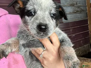 Australian Cattle Dog dogs Tito - Ad 27