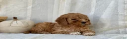Mini Goldendoodle dogs for sale: Mini Goldendoodle 4 - Ad 8