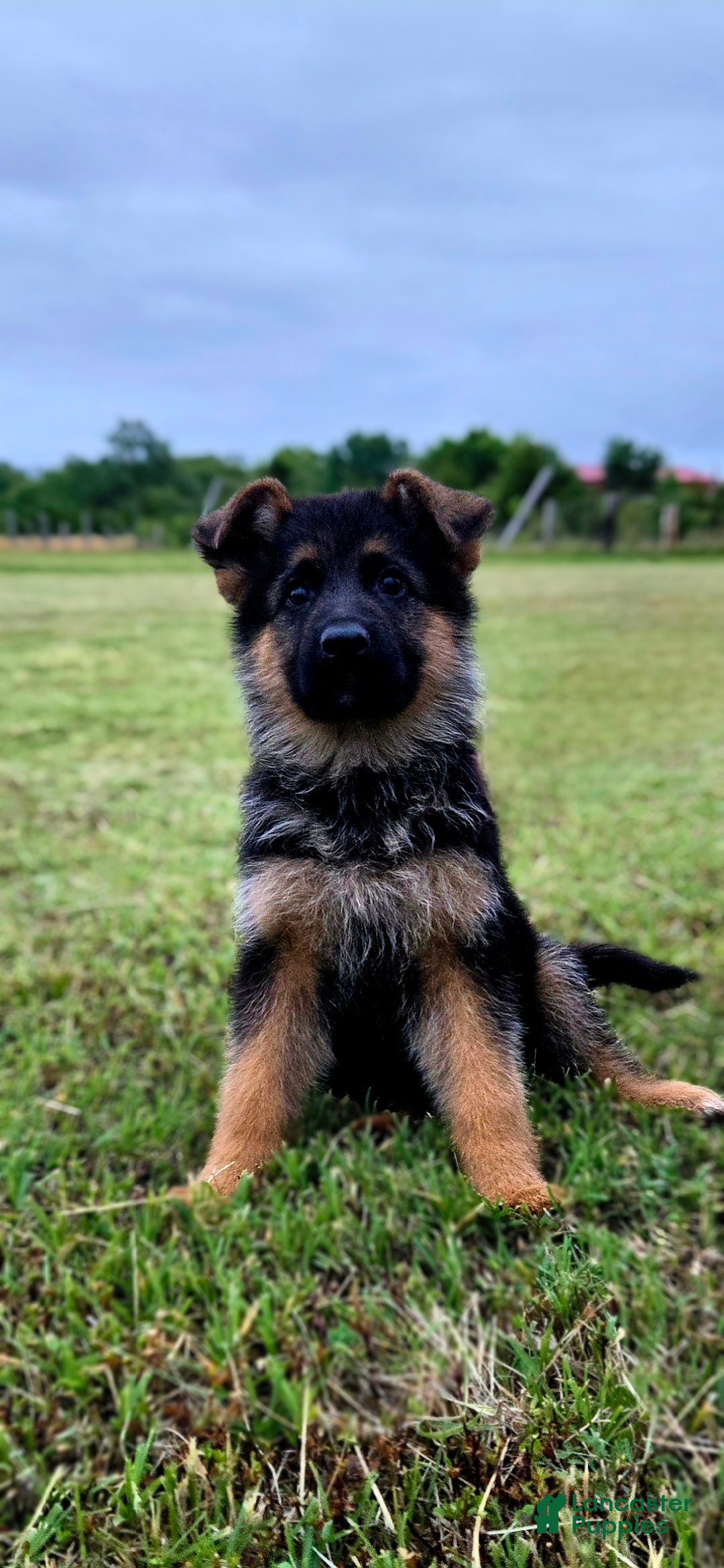 German Shepherd dogs German Shepherd Puppy 3 - Ad 11