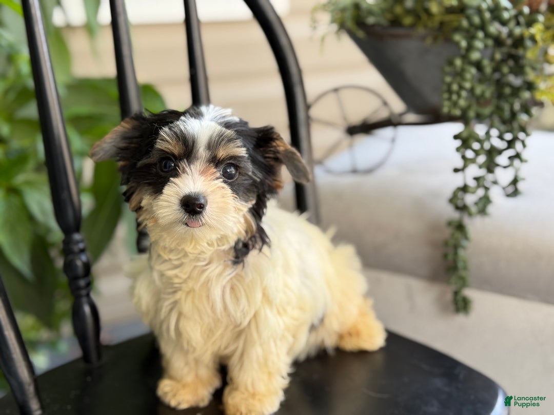 Yorkshire Terrier dogs for sale: Morsel - Ad 9