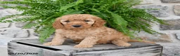 Mini Goldendoodle dogs for sale: Dexter - Ad 4
